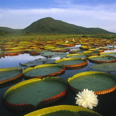   A Vitória Regia: Un'ode all'adattamento e alla bellezza nascosta nelle acque del Pantanal!