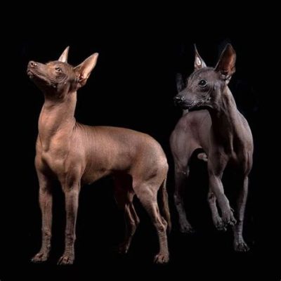  El Xoloitzcuintli: Una Storia Maya di Amicizia e Sacrificio Canino nell'Antica Colombia!