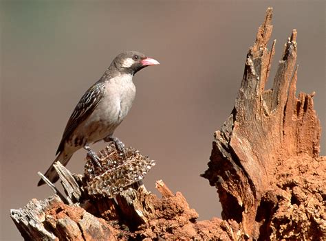  How the Honeyguide Bird Found Its Sweet Reward! A Look at an Ancient South African Folk Tale